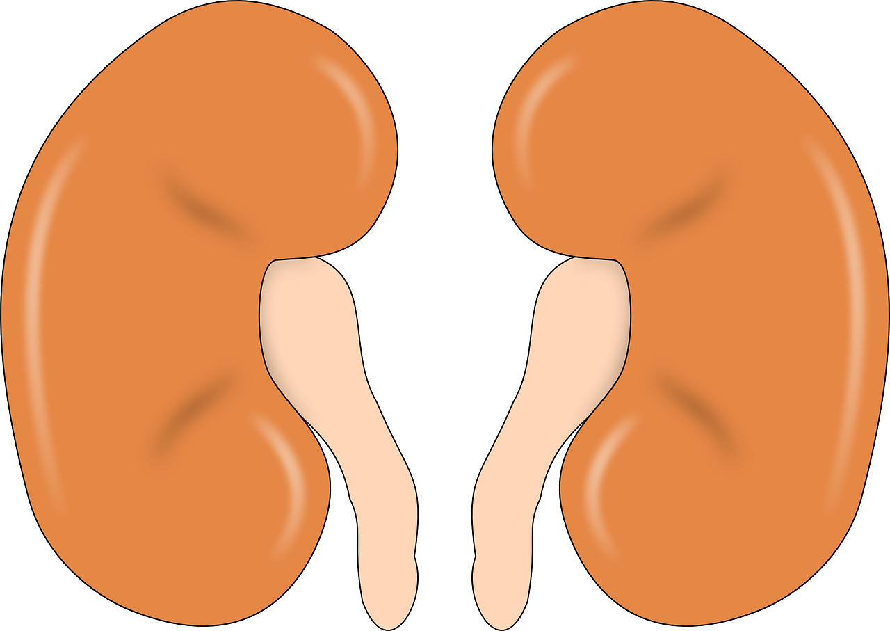 Kidney 