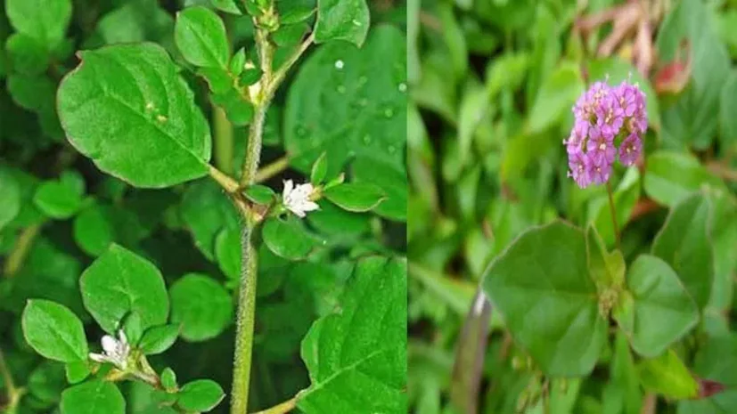 কিডনি পরিষ্কার